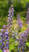 Blue Bonnet Perennial Lupine