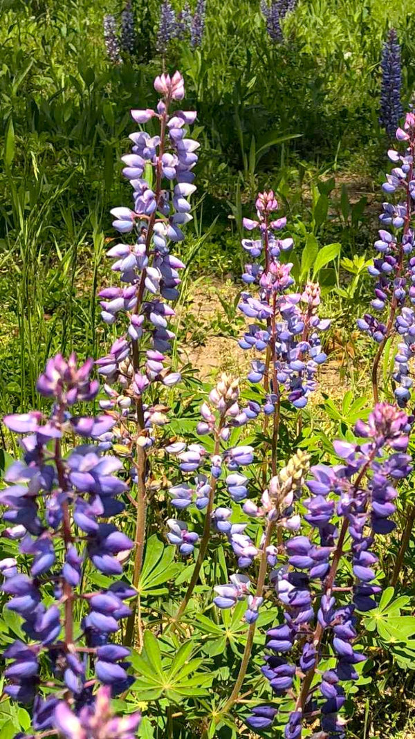 Blue Bonnet Perennial Lupine