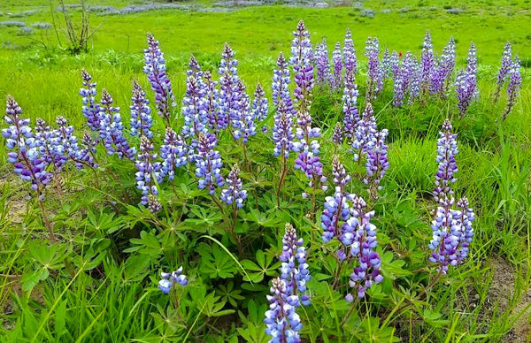 Blue Bonnet Perennial Lupine