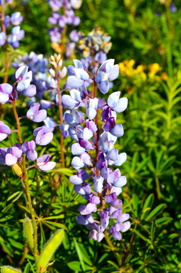 Blue Bonnet Perennial Lupine