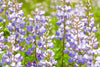 Blue Bonnet Perennial Lupine