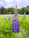 Blue Bonnet Perennial Lupine