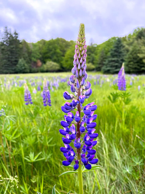 Blue Bonnet Perennial Lupine