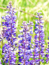 Blue Bonnet Perennial Lupine