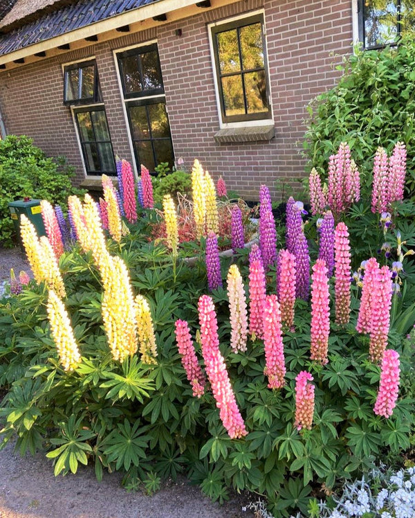 planting russell lupine seeds Russell Mix Lupine Seeds - For 2026 Planting Lupinus Rainbow Lupin