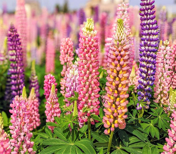 Russell Mix Lupine