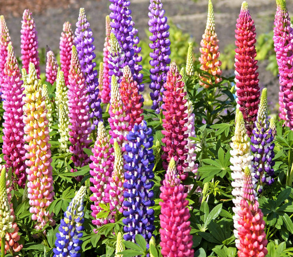 Russell Mix Lupine