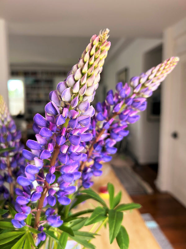 Russell Mix Lupine Seeds - For 2026 Planting Lupinus Rainbow Lupin