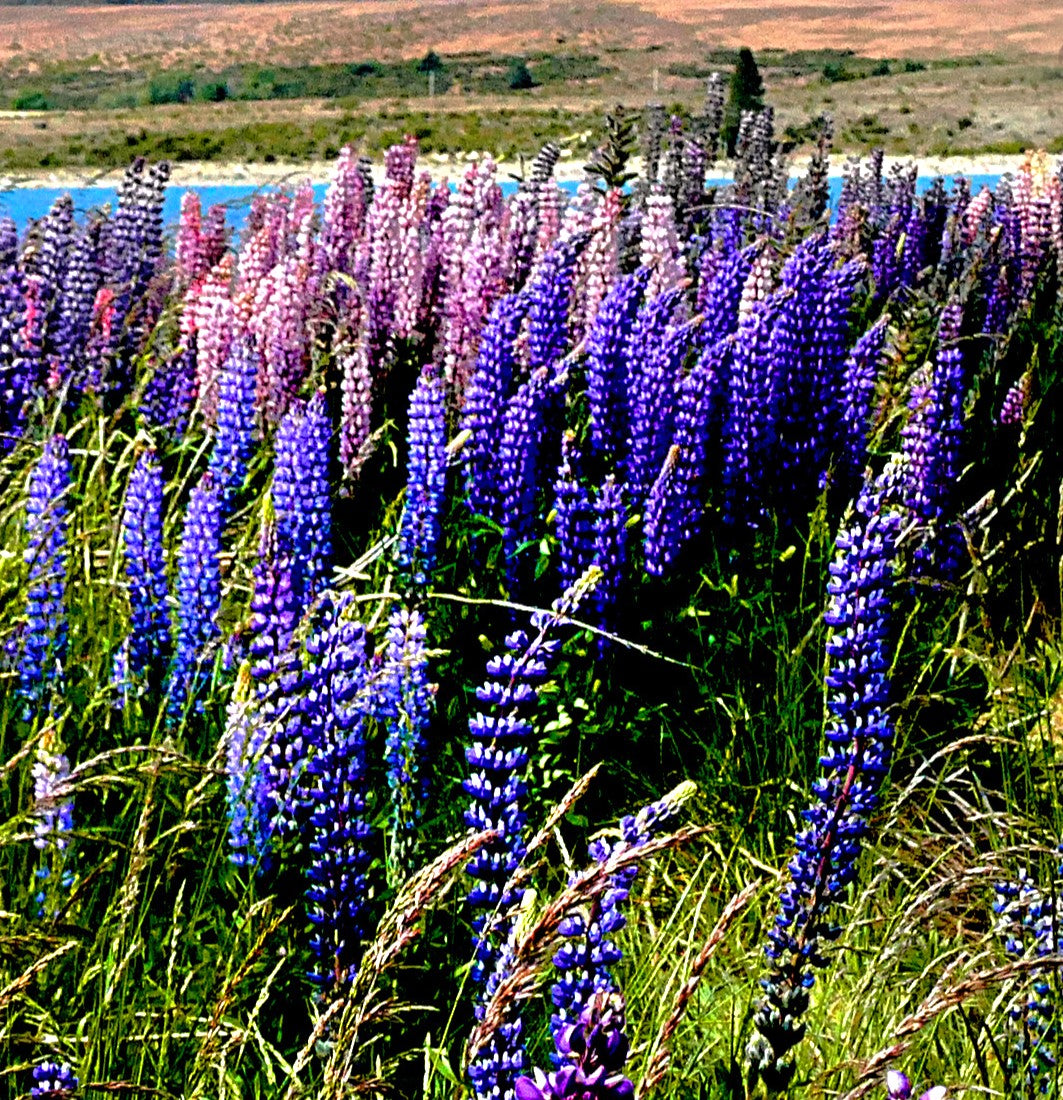 The Governor Blue Russell Lupine Seeds - For 2026 Planting Deep-Blue ...