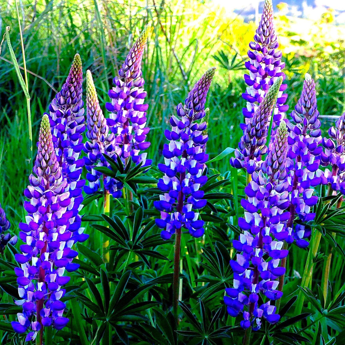 The Governor Blue Russell Lupine Seeds - For 2026 Planting Deep-Blue ...