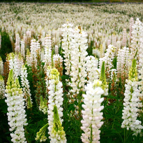 Noble Maiden White Russell Lupine