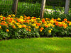 Cracker Jack Mix African Marigold