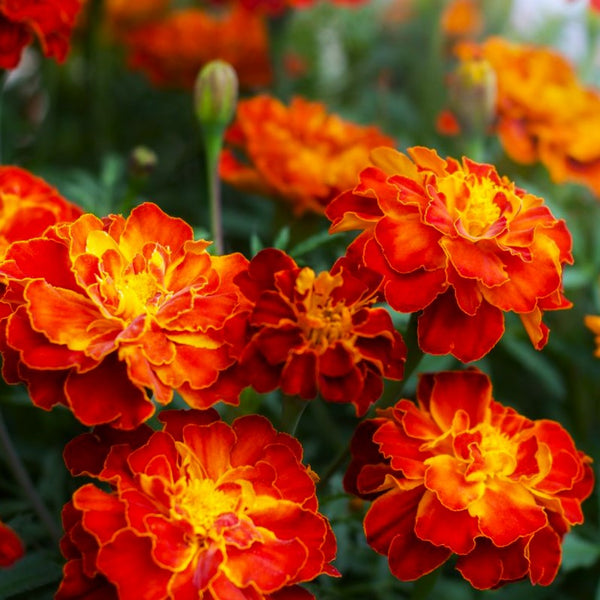 Daisy Merigold Red Cherry French Marigold Seeds | Dwarf Tagetes Patulas Ruby Sunset ...