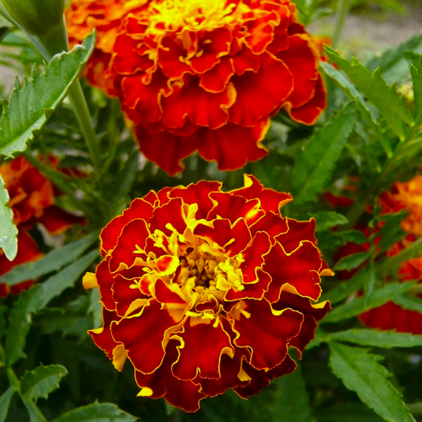 Daisy Merigold Red Cherry French Marigold Seeds | Dwarf Tagetes Patulas Ruby Sunset ...