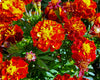 Red Cherry French Marigold