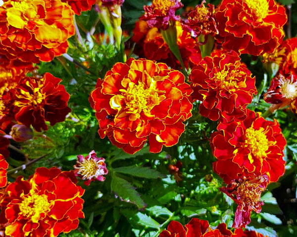 Daisy Merigold Red Cherry French Marigold Seeds | Dwarf Tagetes Patulas Ruby Sunset ...