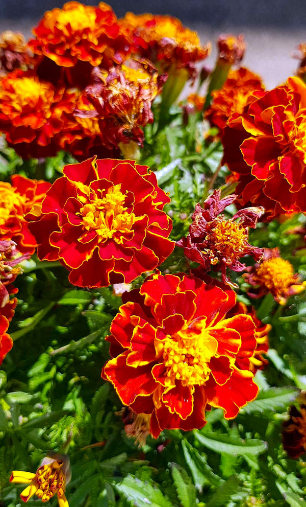 Daisy Merigold Red Cherry French Marigold Seeds | Dwarf Tagetes Patulas Ruby Sunset ...