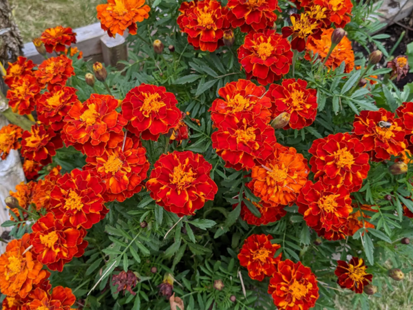 Daisy Merigold Red Cherry French Marigold Seeds | Dwarf Tagetes Patulas Ruby Sunset ...