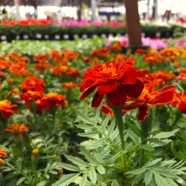 Daisy Merigold Red Cherry French Marigold Seeds | Dwarf Tagetes Patulas Ruby Sunset ...