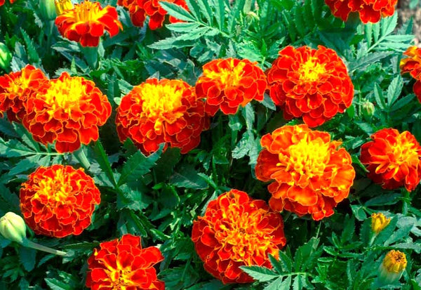Daisy Merigold Red Cherry French Marigold Seeds | Dwarf Tagetes Patulas Ruby Sunset ...