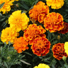 Petite Mix French Marigold