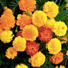 Petite Mix French Marigold