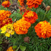 Petite Mix French Marigold