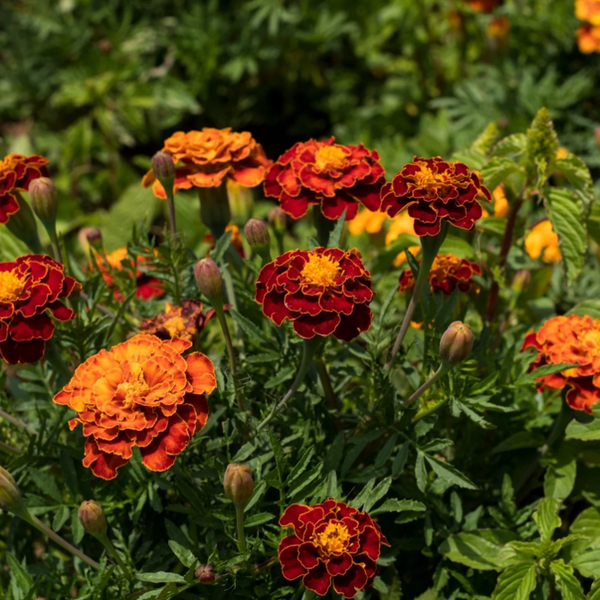 Daisy Merigold Petite Mix French Marigold Seeds | Dwarf Tagetes Patulas Mixed Colors ...