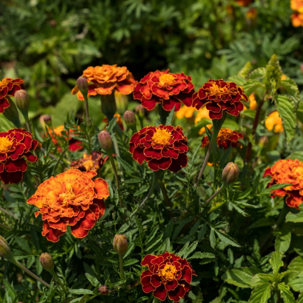 Petite Mix French Marigold