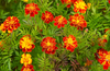 Petite Mix French Marigold