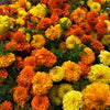 Petite Mix French Marigold