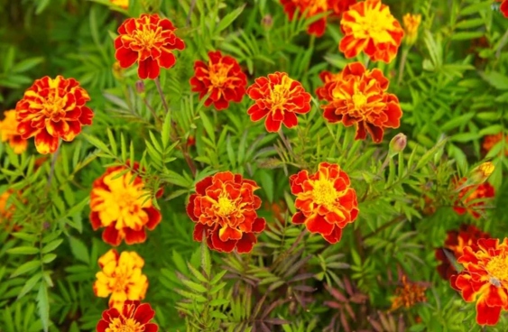 Petite Mix French Marigold