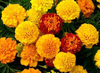 Petite Mix French Marigold