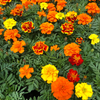 Petite Mix French Marigold