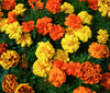 Sparky Mix French Marigold