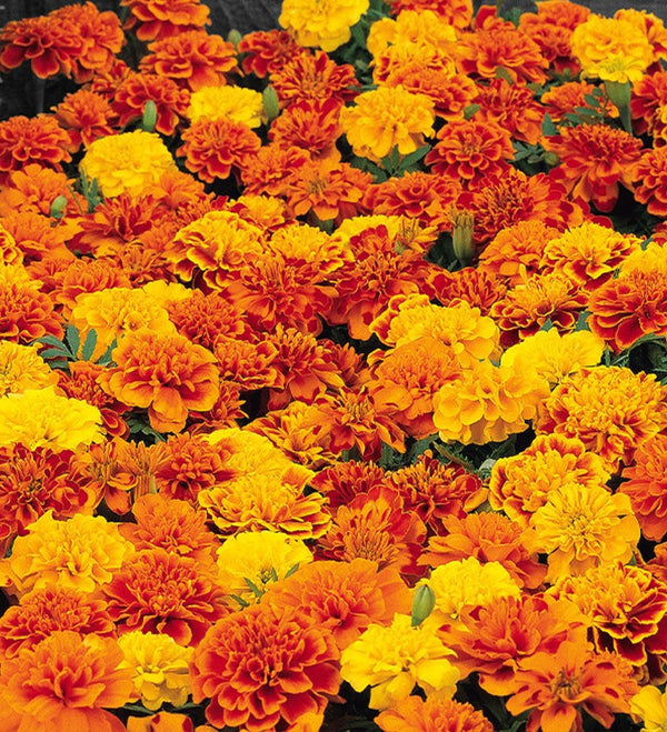 Sparky Mix French Marigold