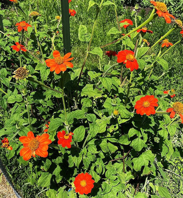 planting mexican sunflower seeds Mexican Sunflower Seeds - For 2026 Planting Tithonia Rotundifolia Red