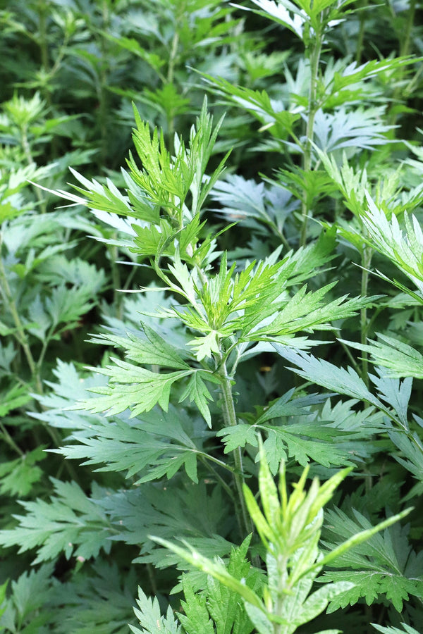 planting mugwort seeds Common Mugwort Seeds - For 2026 Planting Artemisia Vulgaris Wormwood
