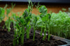 Green Arrow English Pea