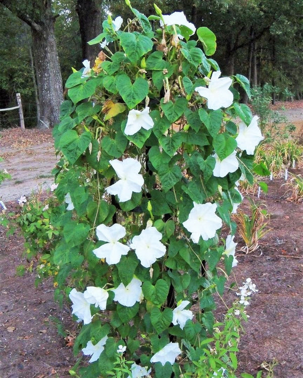 moon flower bush seeds Moon Flower