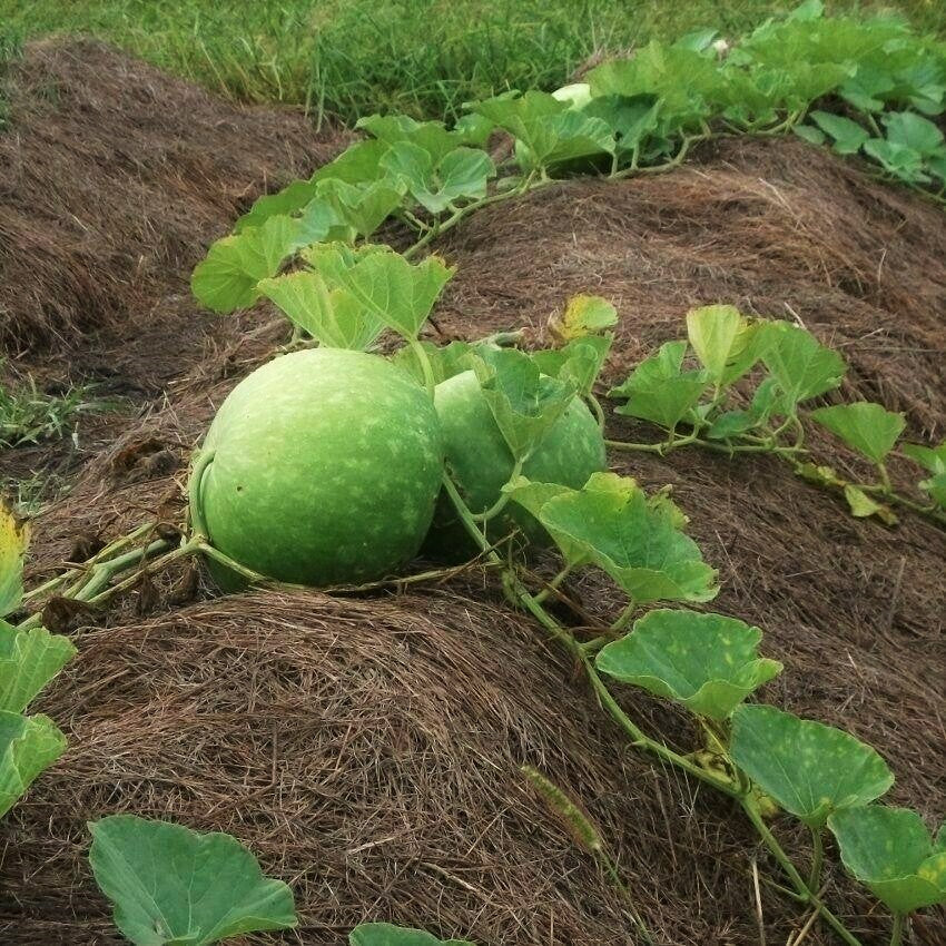 Bushel Gourd Seeds | Hard-Shelled Ornamental Gourds Lagenaria Siceria ...