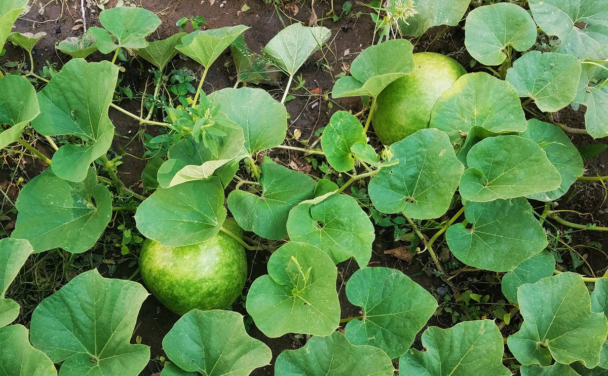 Bushel Gourd Seeds | Hard-Shelled Ornamental Gourds Lagenaria Siceria ...