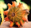 Crown of Thorns Ornamental Gourd