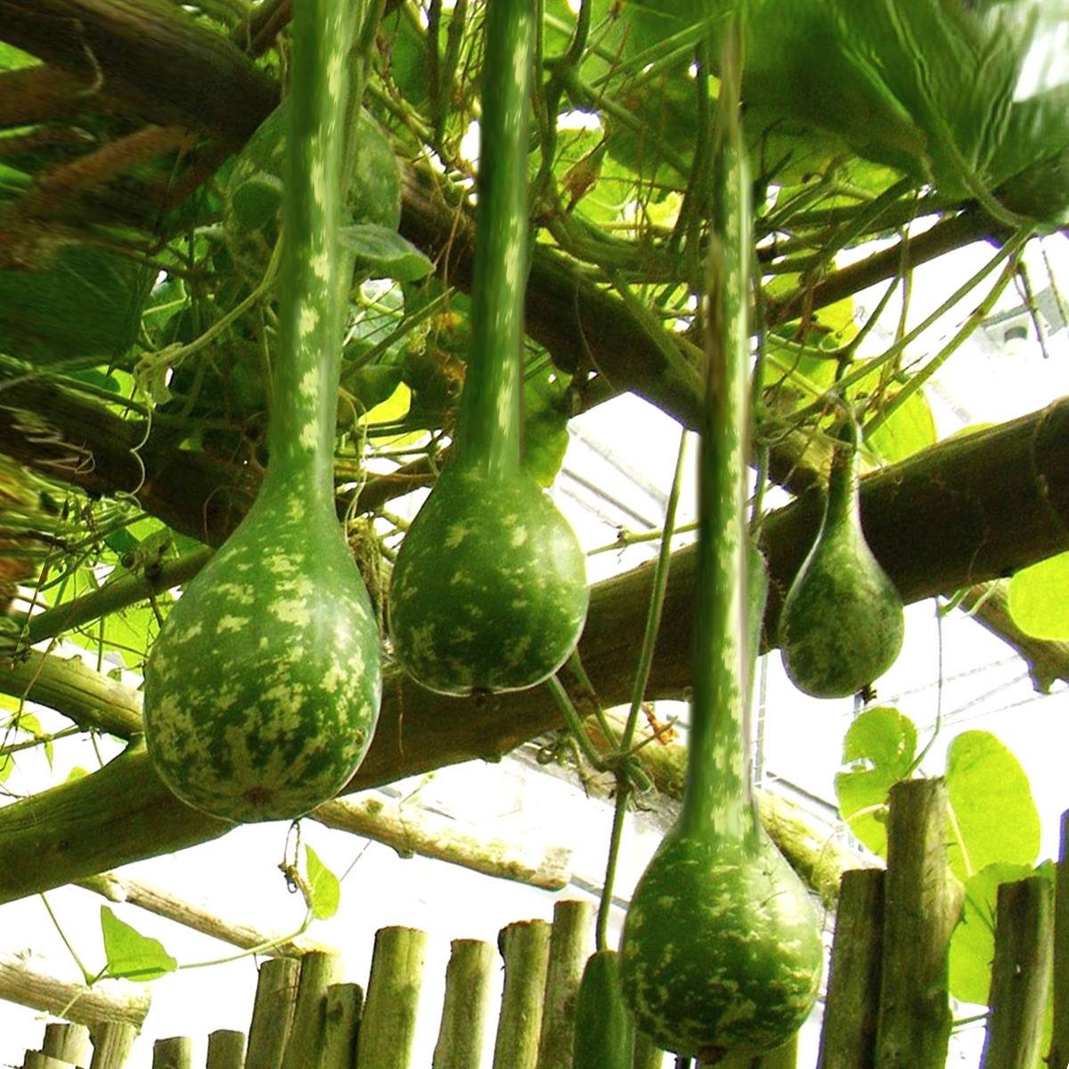 Long-Handled Dipper Gourd Seeds - For 2025 Planting Lagenaria Bottle ...