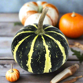 Flat Striped Ornamental Gourd