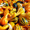 Large Mix Ornamental Gourd