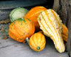Large Mix Ornamental Gourd