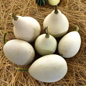 Ozark Nest Egg Ornamental Gourd