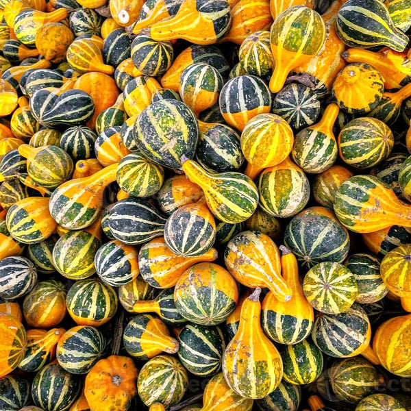 Bicolor Pear Ornamental Gourd