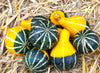 Bicolor Pear Ornamental Gourd